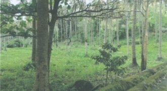 Foreclosed Agricultural Lot in Calauan, Laguna · Lot 4 (Philippine Veterans Bank)