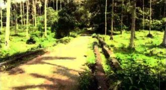 Foreclosed Agricultural Lot in Calauan, Laguna · Lot 3 (Philippine Veterans Bank)