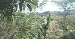 Foreclosed Agricultural Lot in Antipolo, Rizal (Philippine Veterans Bank)