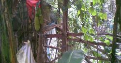Foreclosed House and Lot in Dasmariñas City