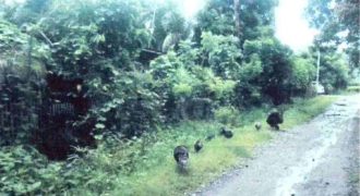 Foreclosed Residential Lot in Abra de Ilog, Occidental Mindoro · Lot 2493 (Philippine Veterans Bank)