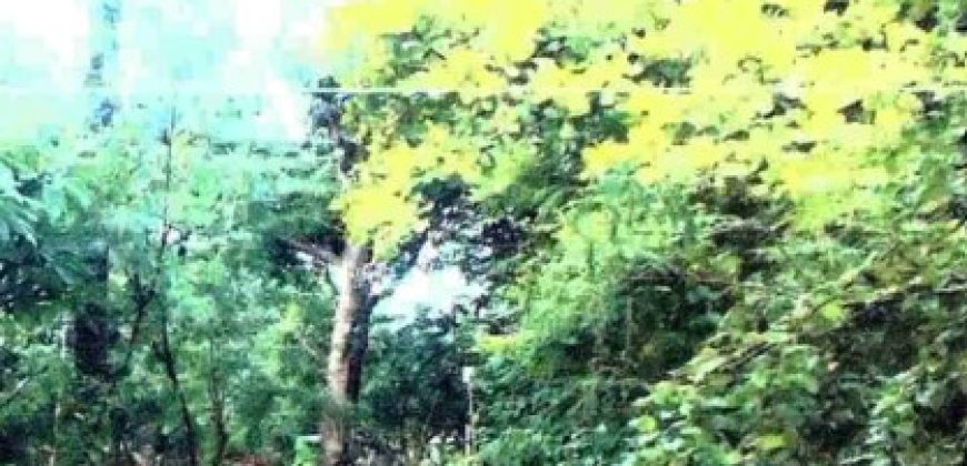 Foreclosed Residential Lot in San Jose, Occidental Mindoro · Blk19 (Philippine Veterans Bank)