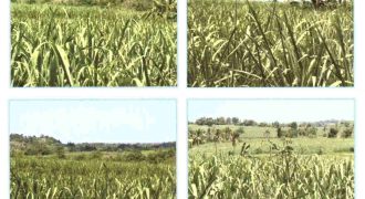 Foreclosed Agricultural Lot in Escalante, Negros Occidental · Lot 3342 (Philippine Veterans Bank)