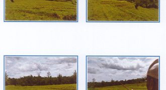 Foreclosed Agricultural Lot in Bago, Negros Occidental · Lot No. Urdaneta7-A-3 (Philippine Veterans Bank)
