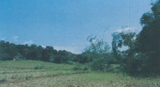 Foreclosed Agricultural Lot in Calintaan, Occidental Mindoro · Lot 984 (Philippine Veterans Bank)