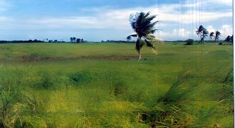 Foreclosed Agricultural Lot in Siruma, Camarines Sur (Philippine Veterans Bank)