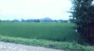 Foreclosed Agricultural Lot in Calintaan, Occidental Mindoro · Lot 113-Part (Philippine Veterans Bank)