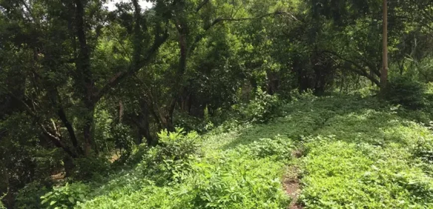 9 has farm land Mountain, Beach View near Tagaytay