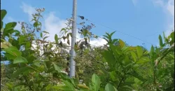 Barangay Maghan-ay,Tuburan,Cebu 1.3 has near Colonia Elementary School