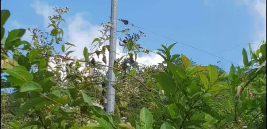 Barangay Maghan-ay,Tuburan,Cebu 1.3 has near Colonia Elementary School