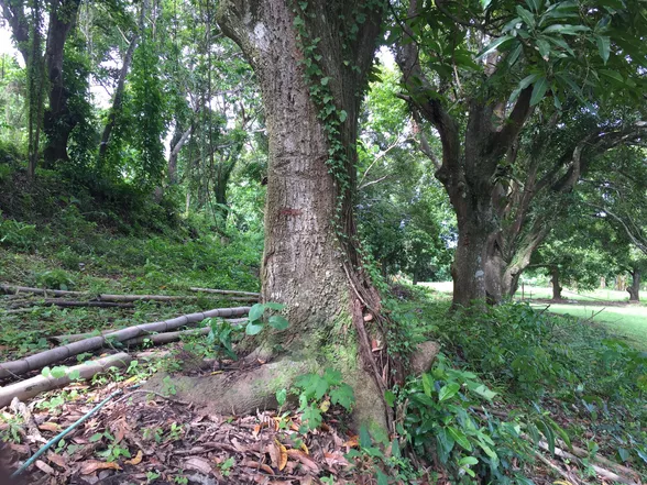 9-Hectare Farm Land in Tuy, Batangas