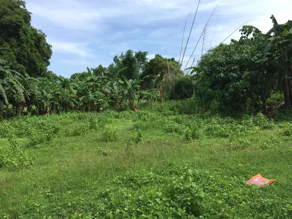 9-Hectare Farm Land in Tuy, Batangas