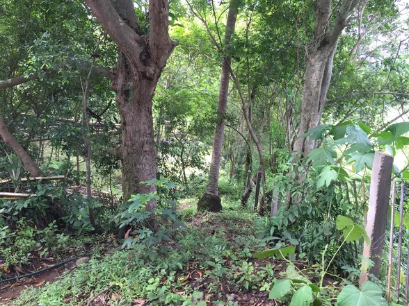 9-Hectare Farm Land in Tuy, Batangas