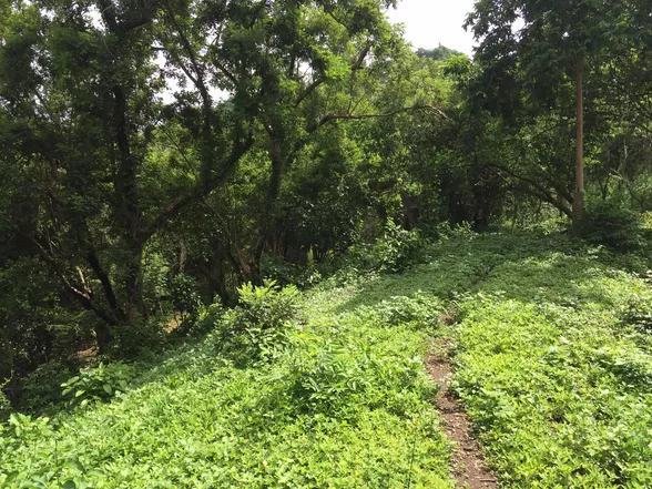 9-Hectare Farm Land in Tuy, Batangas