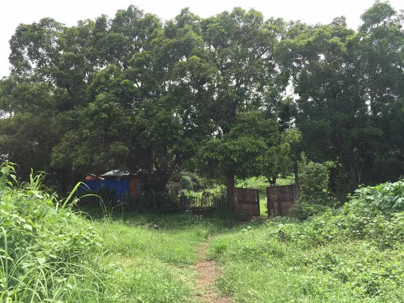 9-Hectare Farm Land in Tuy, Batangas