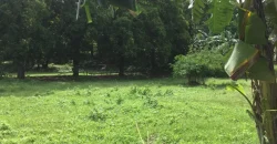 9 has of farm land Tuy, Batangas