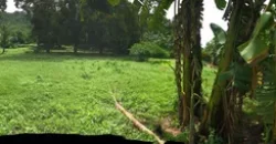 9 has of farm land Tuy, Batangas