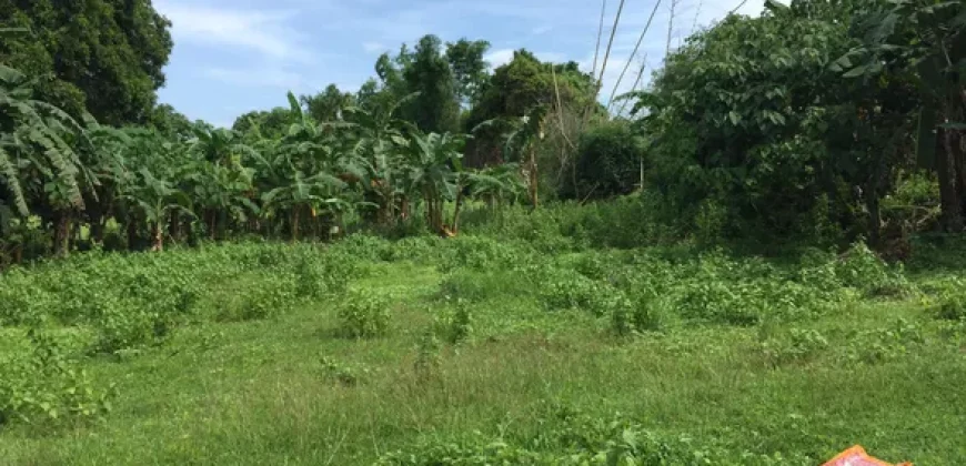 9 has of farm land Tuy, Batangas