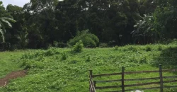 9 has of farm land Tuy, Batangas