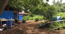 9 has of farm land Tuy, Batangas