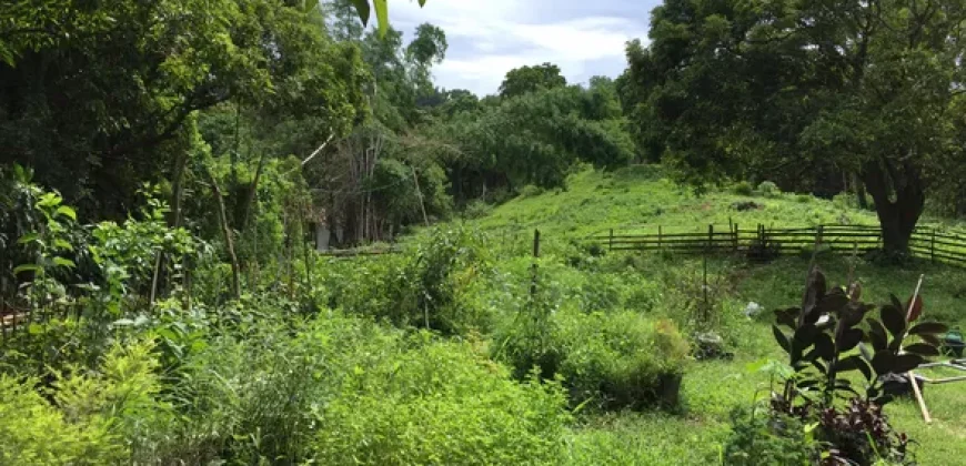 9 has of farm land Tuy, Batangas