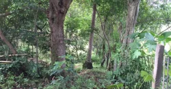 9 has of farm land Tuy, Batangas