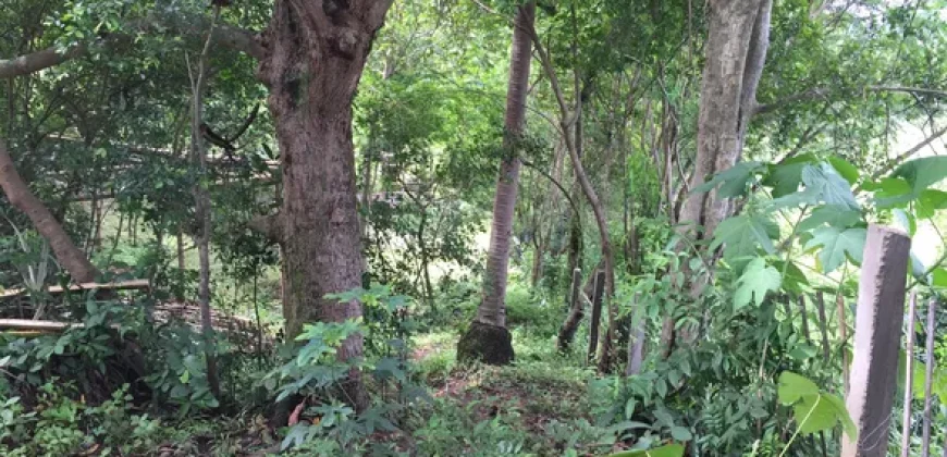 9 has of farm land Tuy, Batangas