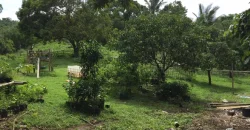 9 has of farm land Tuy, Batangas
