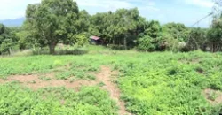 9 has of farm land Tuy, Batangas