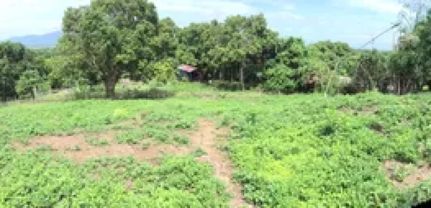 9 has of farm land Tuy, Batangas