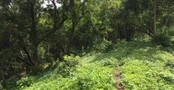 9 has of farm land Tuy, Batangas