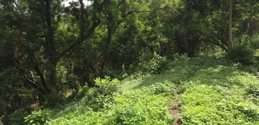 9 has of farm land Tuy, Batangas