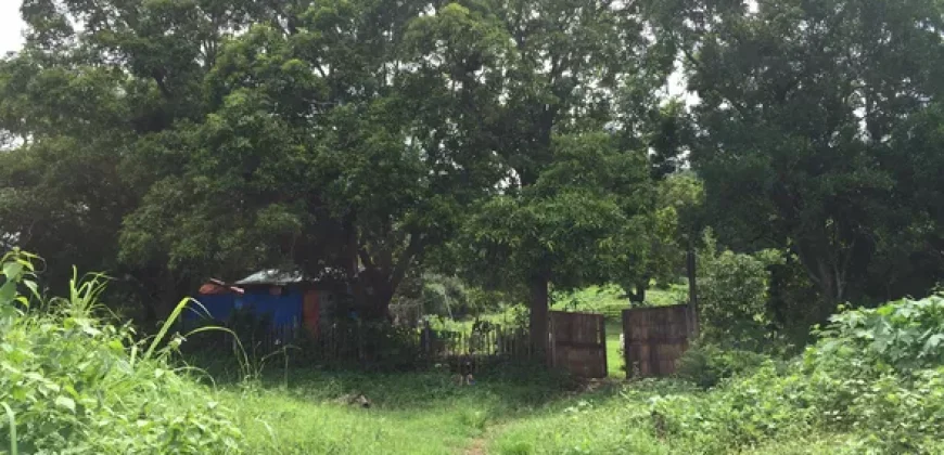 9 has of farm land Tuy, Batangas
